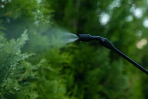 closeup-gardener-applying-insecticide-fertilizer-his-thuja-using-sprayer