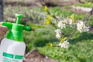 farmer-is-sprinkling-water-solution-branches-pump-tree-with-white-flowers-protecting-fruit-trees-from-fungal-disease-vermin-sprin